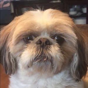 Meet your Posher, Sienna